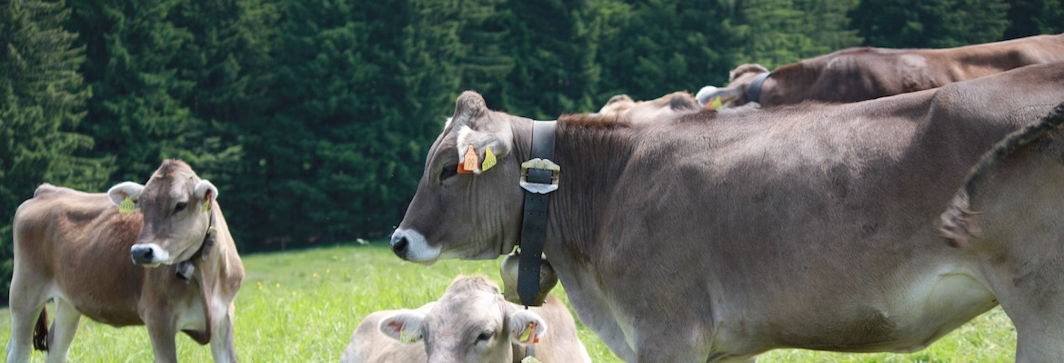 Ferienwohnung Allgäu Bad Hndelang - Kühe im Allgäu